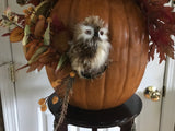 Large Pumpkin Owl Centerpiece