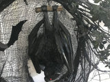 Vampire Bat Wreath