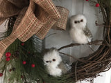 Twin Baby Owls