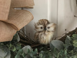 Greenery and a Baby Owl