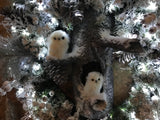 Winter Wonderland/Baby Owls