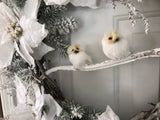 Two Baby Snow Owls